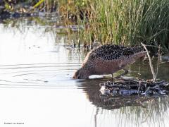 Grote grijze snip  20220430  Schakellooppolder Tholen