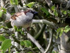 Huismus  20220401  In de tuin begint het beukenhaagje weer groen te kleuren. Zo'n haagje is geliefd bij de mussen, daarin kunnen ze snel wat veiligheid zoeken als dat nodig lijkt. Zo hier een mooi mannetje dat net nog druk bezig was om een vrouwtje te imponeren. Dat deed ie door met opgeblazen krop druk rond dat vrouwtje te dansen. De foto is gemaakt vanuit binnen door het dubbel glas heen maar ook dan houd meneer me nadrukkelijk in de gaten.