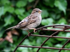 Huismus  20220402  Iedereen zal het vast al wel weten maar het vrouwtje van de huismus ziet er flink anders uit dan het mannetje. Geen diep bruin en diep zwart op de kop, veel flauwer gekleurd, vaak met een duidelijke lichte vuilbeige wenkbrauwstreep.
