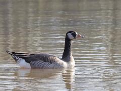 Foutje  20220409  Volgens mij klopt hier iets niet. Deze gans is volgens mij uit de verkeerde bouwstenen opgetrokken?! Is het een hybride Canadees Grauwe ?