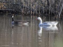 Foutje  20220410 Ook deze gans is volgens mij een ontspoord exemplaar. Is het een hybride, een kruising, tussen een tamme gans en een canadees? Maar goed dat ze vaak onvruchtbaar zijn anders zou het snel een zooitje worden vrees ik?