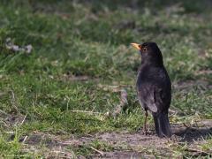 Merel  20220330  Sovon stelt dat de merel onze talrijkste broedvogel is. Zou dat nu nog steeds zijn na het virusprobleem? In Nederland ontbreekt de Merel alleen in landschappen zonder bomen of struiken. De hoogste dichtheden per vierkante kilometer zitten in stedelijk gebied met veel groen, in agrarisch cultuurland met veel heggen en in randen van gevarieerde loofbossen. Van schuwe bosvogel is de Merel in de afgelopen twee eeuwen veranderd in een succesvolle cultuurvolger. De aantallen namen ook in de 