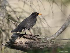 Merel  20220330  Mijn vorige foto was niet in een tuin gemaakt maar in een echt buitengebied. De foto verraadde dat niet zo. De foto hier is ook niet in een tuin gemaakt maar hier verteld het beeld dat wel.