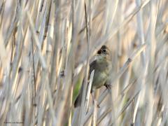 Sprinkhaanzanger  20220423  Best wat ouderen zullen het hoge toontje, het sprinkhaangeratel, wellicht niet meer horen. Zijn de oren nog goed dan zal de aanwezigheid van dit rietvogeltje je niet ontgaan want het is nu een drukke zanger. Hem zien is iets anders want hij leeft graag verscholen in riet en struik. Bovendien komt ie ook niet erg veel voor. Op eerste zicht is het een saai rietvogeltje. Kun je hem goed bekijken dan valt het verenkleed best op, met name ook de zwarte driehoekige vlekjes aan