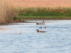 Zomertaling  20220422  Molenplaat BoZ