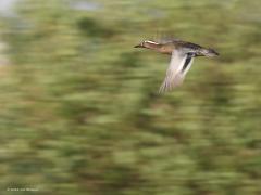 Zomertaling  20220422  Molenplaat BoZ