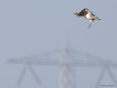 Zomertaling  20220422  Molenplaat BoZ