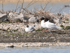 Zwartkopmeeuw  20220404  Een verliefd stel in een inlage in Noord Beveland. Ik denk dat dit een soort balts is, paraderen. Ik heb drie foto's snel achter elkaar gemaakt en tot een gifje gemaakt. Meneer en mevrouw lopen geheel synchroon een rondje bij hun broedplaats. Tot de jaren vijftig broedde de zwartkopmeeuw zo goed als uitsluitend langs de randen van de Zwarte Zee. In 1959 werd een eerste zuiver broedpaar in Nederland vastgesteld. Pas vanaf de jaren zeventig werd er hier regelmatig een enke