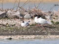 Zwartkopmeeuw  20220404  Een verliefd stel in een inlage in Noord Beveland. Ik denk dat dit een soort balts is, paraderen. Ik heb drie foto's snel achter elkaar gemaakt en tot een gifje gemaakt. Meneer en mevrouw lopen geheel synchroon een rondje bij hun broedplaats. Tot de jaren vijftig broedde de zwartkopmeeuw zo goed als uitsluitend langs de randen van de Zwarte Zee. In 1959 werd een eerste zuiver broedpaar in Nederland vastgesteld. Pas vanaf de jaren zeventig werd er hier regelmatig een enke