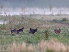Haas  20220515  Vroeg in de ochtend, speelkwartiertje.
