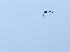 Houtsnip  20220522  Deze keer foto's die alleen de vogelliefhebber zal aanspreken denk ik. Immers, de houtsnip is een speciale vogel die zich heel slecht laat zien, vanwege zijn levenswijze en vanwege zijn schutkleur. De houtsnip komt tot leven als de zon onder is. Deze foto's zijn dan ook in het donker gemaakt (gisteren om 22.30 uur, iso 12800, tv 1/200, f 4,5, 150 mm) hier in Zundert. De houtsnip maakt hier een zogenaamde patrouillevlucht. Met grote snelheid vliegen ze dan even in hun broedgebie