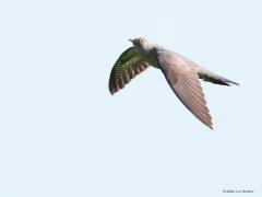 Koekoek  20220516  Ik vertel niets nieuws als ik zeg dat de koekoek een heel bijzondere vogel is. Zo is ook zijn vliegbeeld bijzonder. Hele lange staart. Heel erg spitse vleugels. De vleugels slaan tot heel laag door. Dit alles maakt dat in de vlucht de koekoek gemakkelijk te herkennen is. Hier een vluchtfoto met de vleugels geheel hoog, in het midden en geheel laag gehouden.
