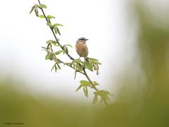 Roodborsttapuit  20220430  Er stak net een takje boven een haag uit. Haar alarmkreetje trok de aandacht. Het leek wel of ze al jongen bij de les moest houden. Ze zijn succesvol deze roodborsttapuiten, hier in Zundert zie je ze tegenwoordig overal.
