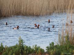 Tafeleend   20220428  De boys onder elkaar, daar leek het vorige week op in het Markiezaat. Tussen acht mannetjes slechts een vrouwtje; zouden die al zitten te broeden? Wat later voer er nog een mannetje en vrouwtje wat dichterbij voorlangs.