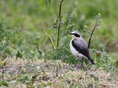 Tapuit  20220501  Ik vind dit een van de mooiere zangvogels die we in ons land, met name in de trektijd, tegen kunnen komen. Helaas gaat de soort achteruit. Op veel plaatsen is het favoriete leefgebied van de tapuit verdwenen. Door gebrek aan dynamiek van zee, wind en zand, de grote hoeveelheid stikstof in de bodem en de achteruitgang van het aantal konijnen. Die konijnen zijn belangrijk omdat ze in open duinen met kale plekken holen maken waarin de tapuit graag broedt.