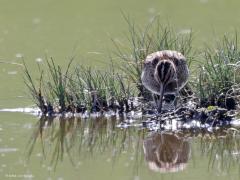 Watersnip  20220508  Eerst werd de nek gestrekt en zo over het groen gekeken of de kust wel veilig was. Ik hield me heel stil en na een tijdje durfde de op zich heel schuwe snip even uit het groen te komen. Goed is de enorme snavel te zien, misschien wel de relatief grootste snavel van alle steltlopers? De ogen staan schuin omhoog op de kop zodat alles in de lucht gemakkelijk gevolgd kan worden. De watersnip staat op de Rode Lijst van Nederlandse broedvogels als 'bedreigd'. Ten opzichte van de ja
