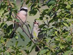 Grauwe klauwier  20220615  Regte Heide