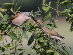 Grauwe klauwier  20220615  Regte Heide