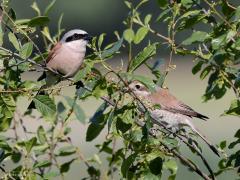 Grauwe klauwier  20220615  Regte Heide