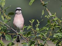 Grauwe klauwier  20220615  Regte Heide