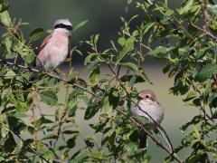 Grauwe klauwier  20220615  Regte Heide