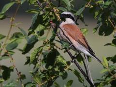 Grauwe klauwier  20220615  Regte Heide