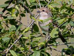 Grauwe klauwier  20220615  Regte Heide