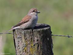 Grauwe klauwier  20220615  Regte Heide