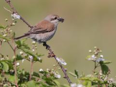 Grauwe klauwier  20220615  Regte Heide