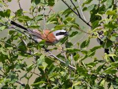 Grauwe klauwier  20220603  Regte Heide