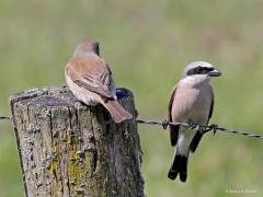 Grauwe klauwier  20220603  Regte Heide