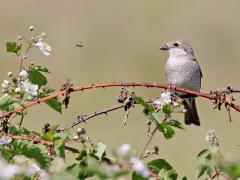 Grauwe klauwier  20220603  Regte Heide