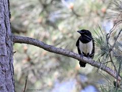 Ekster  20220717  Ik hoorde een heleboel gekwetter aan de rand van het bos bij de Pannenhoef. Bleken er uitgevlogen eksters in de dennenbomen te zitten die om het hardst naar pa of ma riepen voor wat eetbaars. Nog te lui en te onkundig om zelf het hele kostje bij elkaar te zoeken kennelijk.
