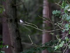 Bonte vliegenvanger  20220815  Eenmaal een broedplaats van een bonte vliegenvanger gevonden, grote kans dat je dan meerdere jaren op die plaats kunt genieten van deze zangvogel want ze zijn heel erg trouw aan hun stekkie. Frappant toch hoe ze steeds de weg terug weten te vinden in de voor hen zo grote wereld. Hun liedje herkennen vergt enige oefening maar is te doen. Ze laten zich ook goed zien, vaak op eenzelfde zangpost. Dit exemplaar vond ik best zwart, vaak zijn ze meer bruinig.