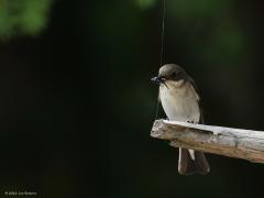 Bonte vliegenvanger  20220818  Meestal broeden ze in een nestkastje, vaak niet ver van een woning af. Erg schuw zijn ze niet. Hier een vrouwtje met enkele insecten in de bek klaar om in het nestkastje te gaan afleveren.