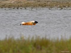 Casarca  20220903  Op dit moment zitten er opmerkelijk veel Casarca eenden in de Biesbosch. Ik telde er ruim tachtig. De overzichtsfoto toont er een twintigtal. Deze eend staat op de rode lijst. In ons land broeden gemiddeld ca. 20 koppels schat Sovon. Sovon schat het aantal wintergasten normaliter op ca. 100, het aantal doortrekkers op max. 500.