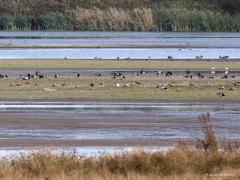 Casarca  20220903  Biesbosch