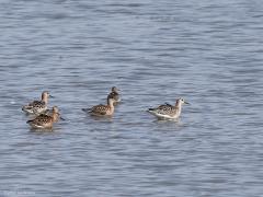 Kemphaan  20220909  Eind zomer kun je kemphanen op trek waarnemen. Ze zoeken eten in natte weilanden maar ook in ondiep water, ze zwemmen niet maar lopen door ondiepe gedeelten. Zoals hier in de Biesbosch. Leuk is om te zien dat mannetjes aanmerkelijk groter zijn dan vrouwtjes. Van het aparte baltskleed van de mannen is nu niet meer te zien. Allemaal hebben ze een grove schubtekening in het verenkleed en een relatief kleine kop.