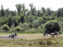 De Konik paarden   20220808 in de Pannenhoef lijken goed tegen de warmte te kunnen. Hier bij de Flesch zochten ze midden op de dag de schaduw niet op ondanks dat de thermometer de 30 graden aantikte.