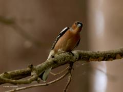 Vink  20220513  Pannenhoef