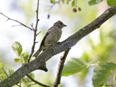 Vink  20220513  Pannenhoef