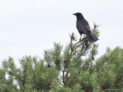 Zwarte kraai  20220811  Niet veel mensen lopen warm voor een zwarte kraai. Niet onlogisch. Immers, de vogel is geheel saai zwart, kan niet zingen maar krast alleen maar wat ondanks dat ie tot de zangvogels behoort, eet vruchten maar ook eieren en jonge vogeltjes. Kortom, niet makkelijk om te scoren met een foto ervan.