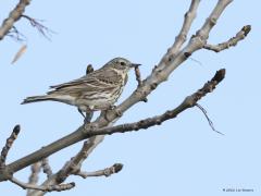 Graspieper  20221208  Kijk eens goed naar die achterteennagel. Is die lang of is die lang. Een bruikbaar kenmerk van deze pieper. Het hele jaar door zijn graspiepers in Nederland aanwezig. In de winter betreft het vermoedelijk vooral Scandinavische vogels, de onze trekken merendeels naar Zuidwest-Europa. De soort is vooral talrijk in de trektijd. De voorjaarstrek begint in zachte winters eind februari, in koudere winters wat later, maar bereikt steevast zijn piek half april.