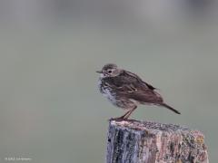 Graspieper  20221210  Op een vroege kille ochtend kom je altijd wel een graspieper op een weipaal tegen. De soort is zo een van de makkelijkst te fotograferen vogels.