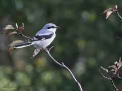 Klapekster  20221130  Nog een foto van de klapekster in de Pannenhoef. Wat moeten ze goede ogen hebben want vanuit een uitkijk vliegen ze regelmatig een eindje verderop naar een mogelijke prooi om daarna meestal op dezelfde tak weer terug te komen.
