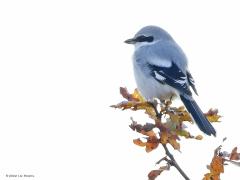 Klapekster  20221129  Ben terug geweest naar de Pannenhoef. Was benieuwd of de klapekster zich nog liet zien die ik drie weken terug daar zag. En ja hoor, de grote klauwier liet zich weer zien op zijn vertrouwde stekkie. En al sta je op 100 meter, je wordt steeds goed in de gaten gehouden.