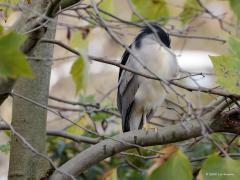 Kwak  20221127  Vorig jaar verbleef in november meerdere dagen een kwak in de bebouwde kom van Wernhout. En het goede nieuws is, de vogel is terug gekeerd. Opnieuw gewoon in de bebouwde kom rust de kwak overdag in een boom langs de straat. Het zou mij niet verbazen dat ie 's nachts richting leemsputten vliegt voor een maaltje. Mooie vogel is het. Hopelijk redt ie het nog vele jaren. De vogel is geringd. Een gele ring met daarop minimaal een 8 gevolgd door een 11 gevolgd door een liggende 17.