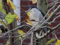 Kwak  20221127  Vorig jaar verbleef in november meerdere dagen een kwak in de bebouwde kom van Wernhout. En het goede nieuws is, de vogel is terug gekeerd. Opnieuw gewoon in de bebouwde kom rust de kwak overdag in een boom langs de straat. Het zou mij niet verbazen dat ie 's nachts richting leemsputten vliegt voor een maaltje. Mooie vogel is het. Hopelijk redt ie het nog vele jaren. De vogel is geringd. Een gele ring met daarop minimaal een 8 gevolgd door een 11 gevolgd door een liggende 17.