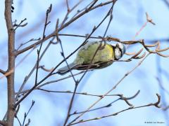 Pimpelmees  20221206  Ik liet hiervoor de veldleeuwerik zien, daar wordt je triest van, immers hier zo goed als weggewerkt. Daarom nu een pimpelmeesje want daarvan wordt ik vrolijk. En gelukkig zien we die overal nog voldoende.