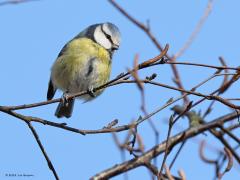 Pimpelmees  20221206  Ik liet hiervoor de veldleeuwerik zien, daar wordt je triest van, immers hier zo goed als weggewerkt. Daarom nu een pimpelmeesje want daarvan wordt ik vrolijk. En gelukkig zien we die overal nog voldoende.